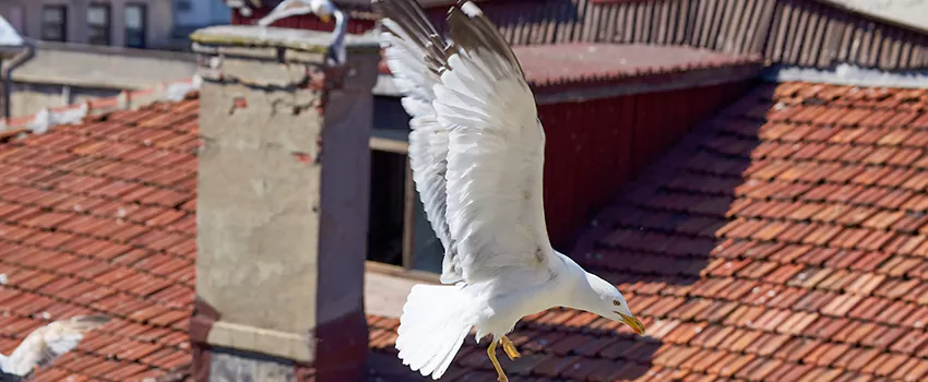 Residential Chimney Animal Removal Solution in North Chicago, IL